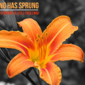 Spring-has-Sprung
